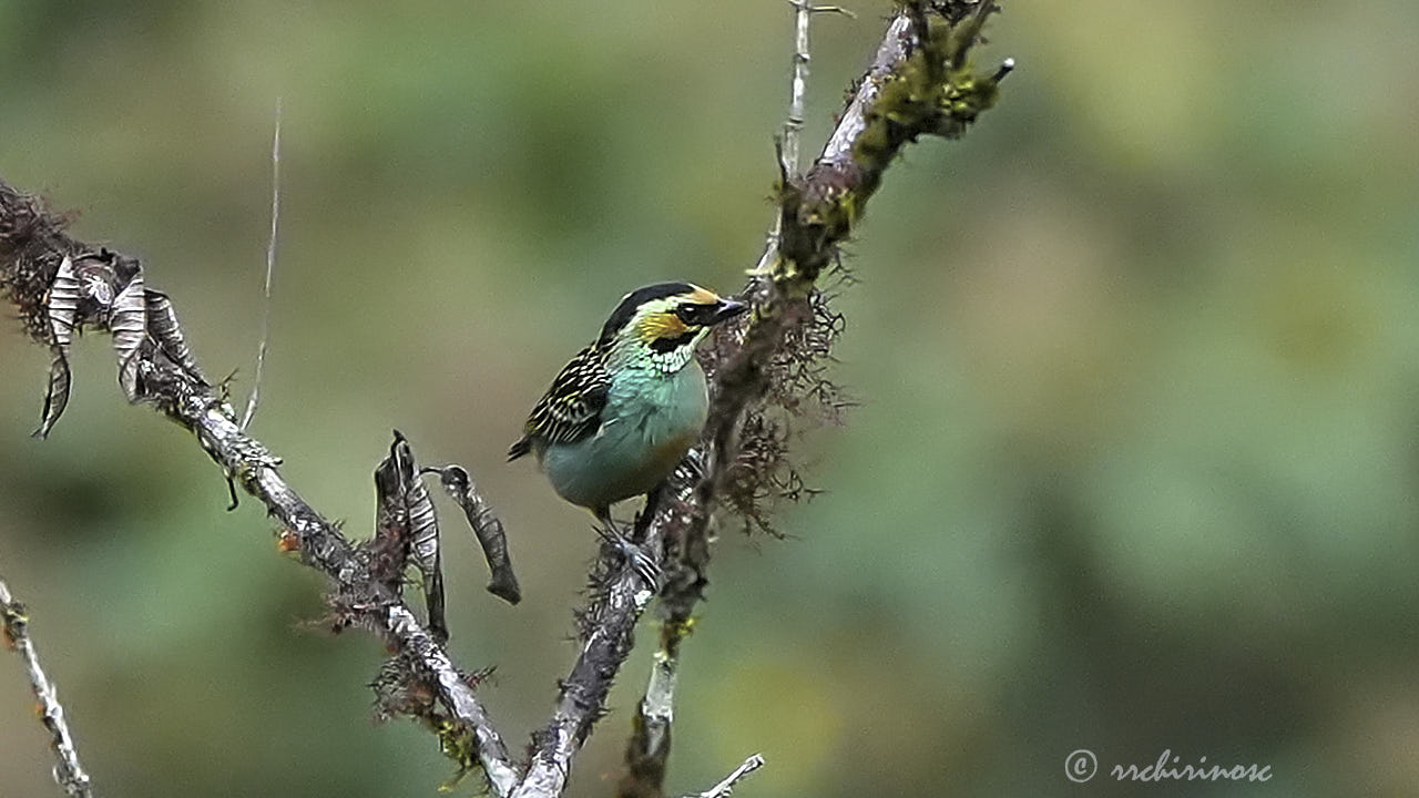 Golden-eared tanager