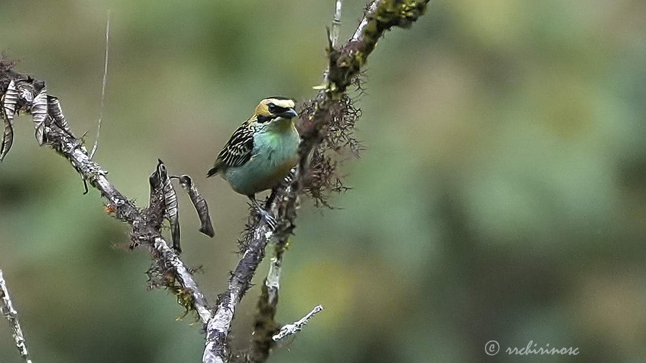 Golden-eared tanager