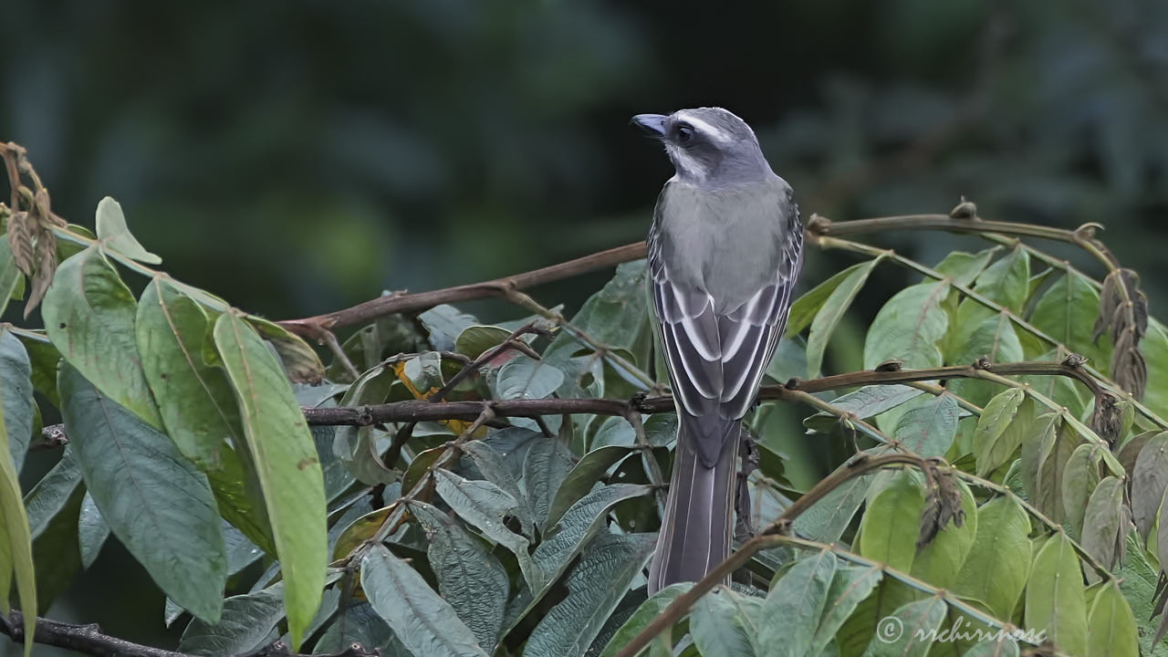 Golden-crowned flycatcher