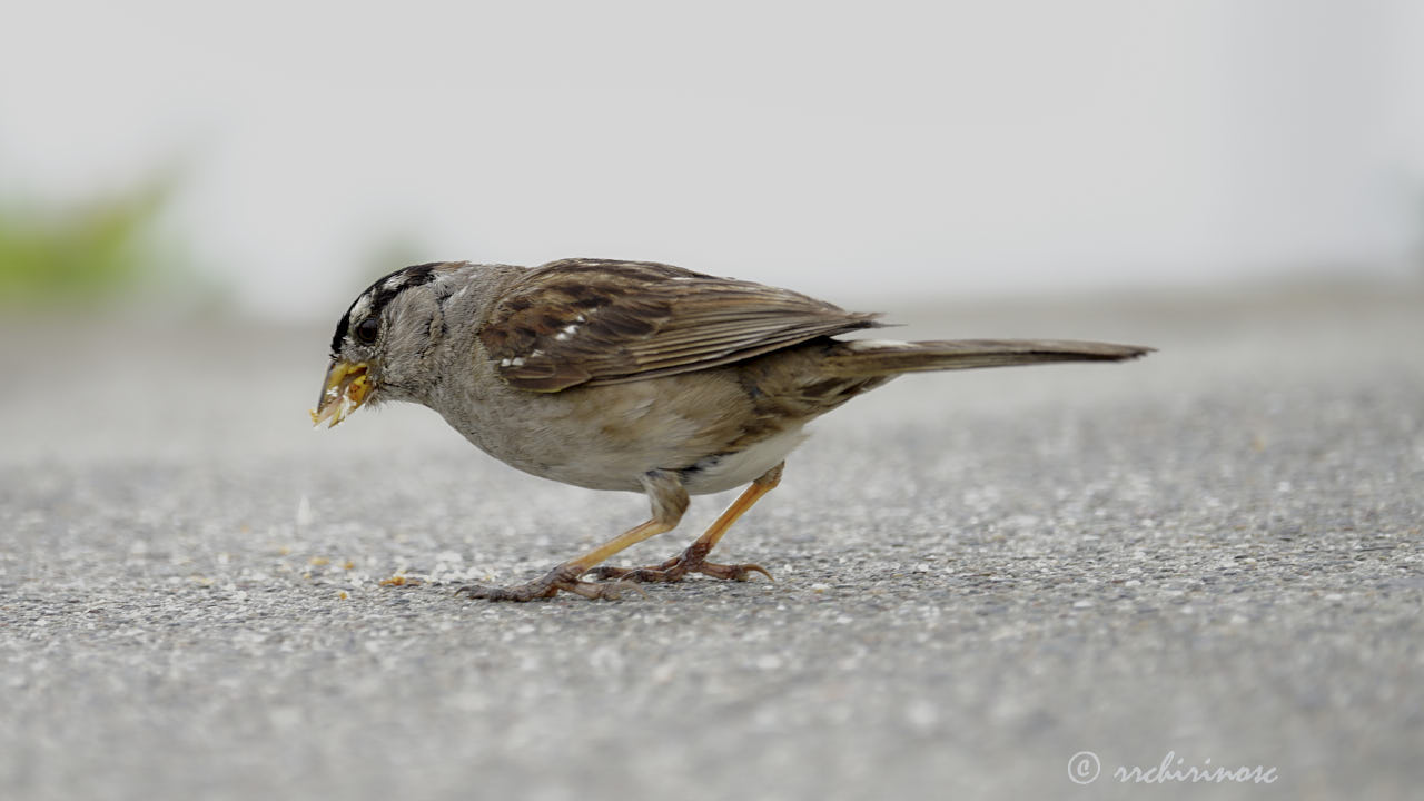 White-crowned sparrow