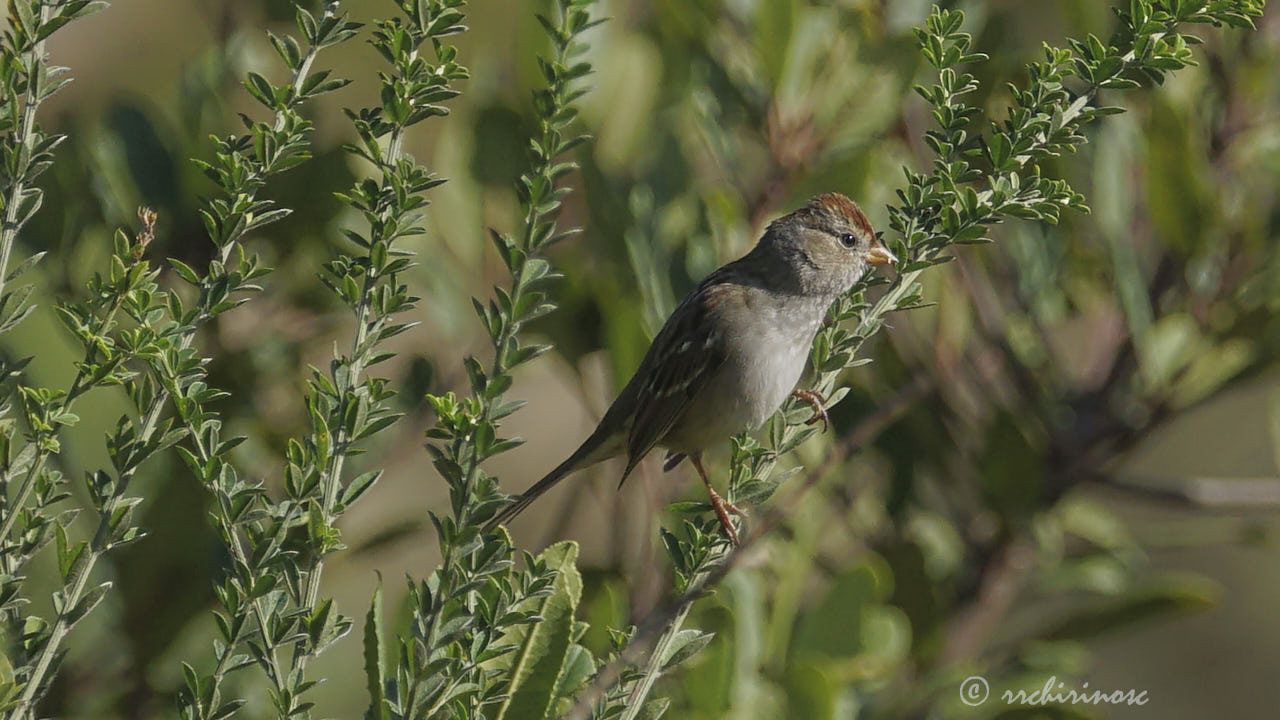 White-crowned sparrow