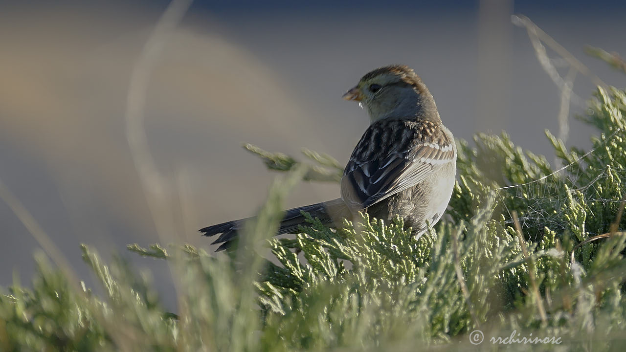 White-crowned sparrow