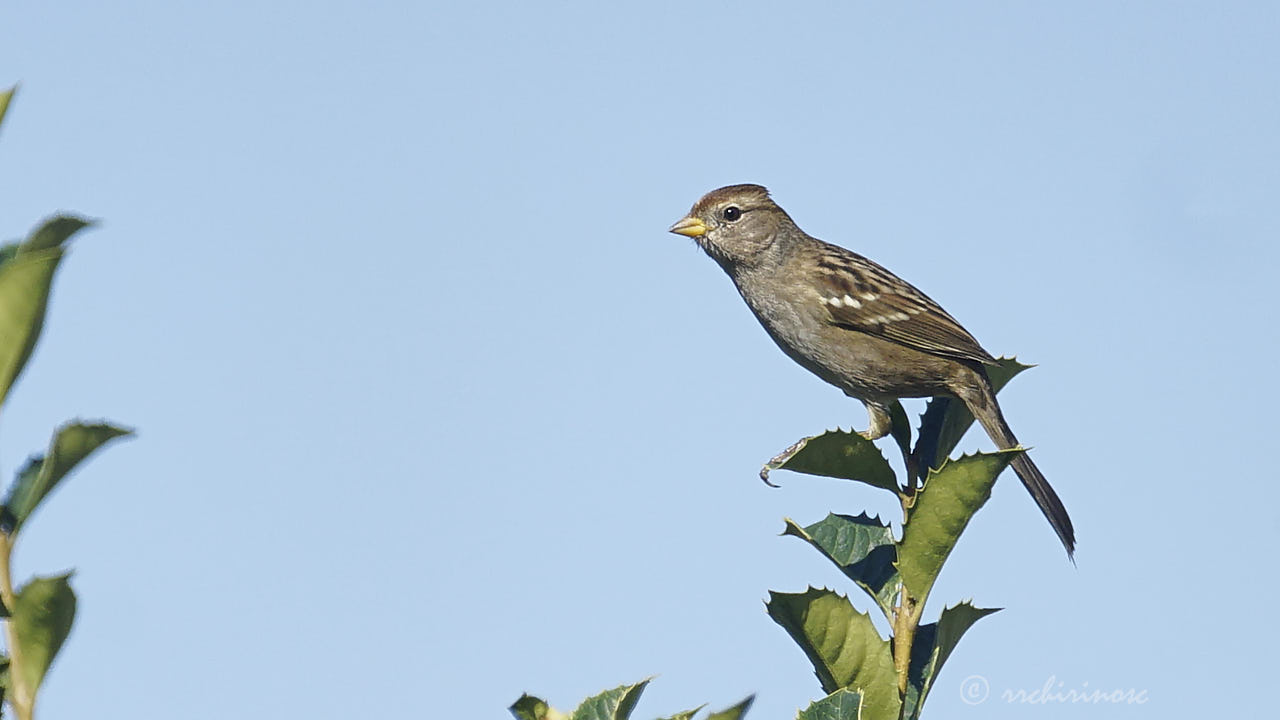 White-crowned sparrow