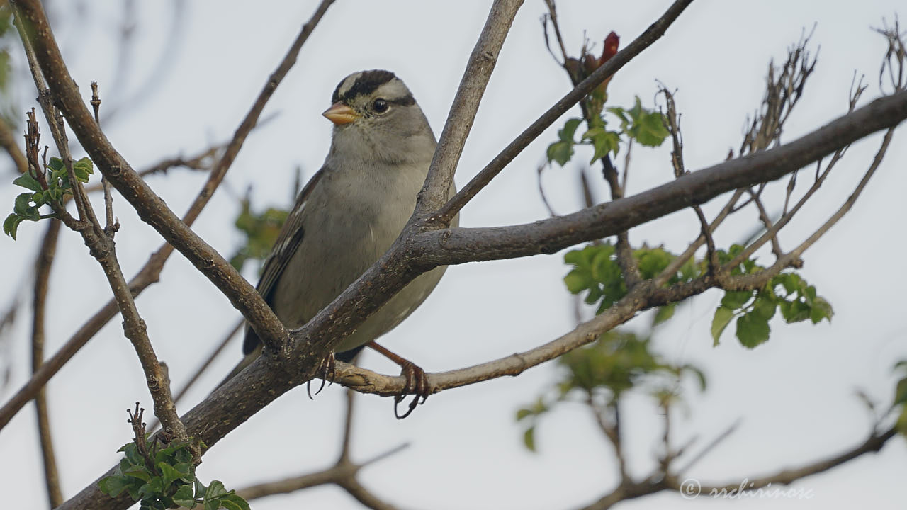 White-crowned sparrow