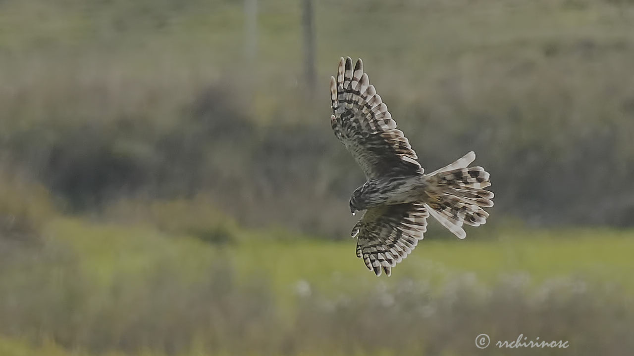 Pallid harrier