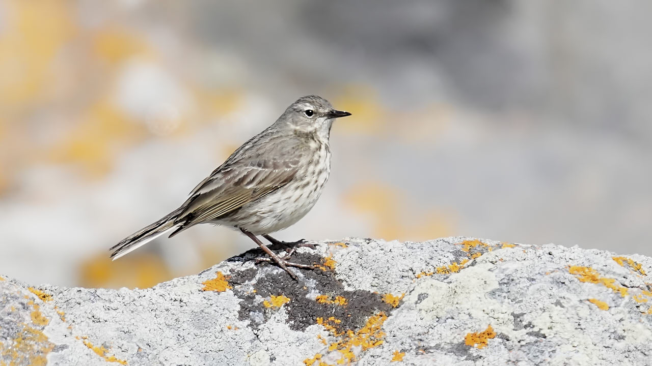 Rock pipit
