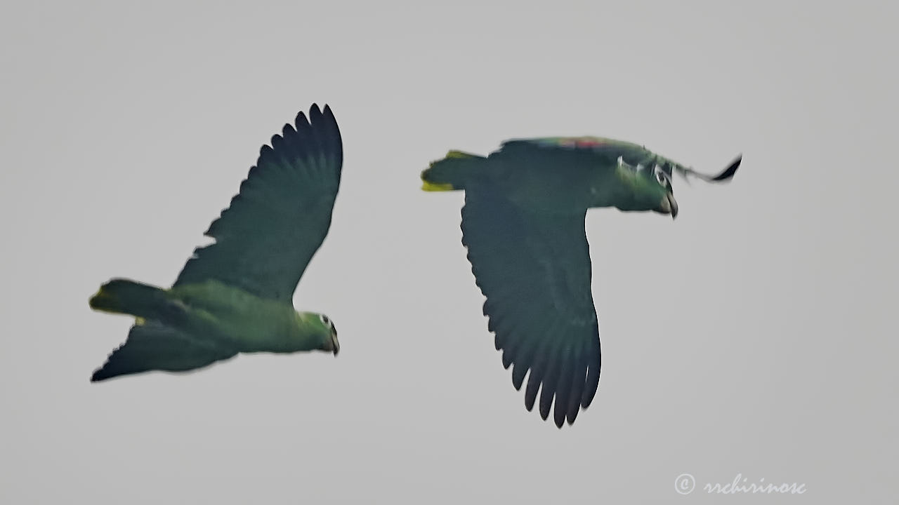 White-eyed parakeet