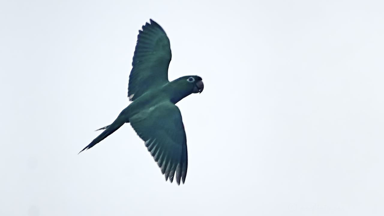 White-eyed parakeet