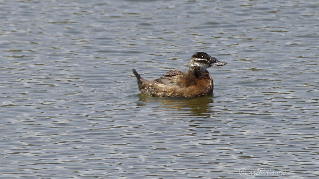 White-headed duck