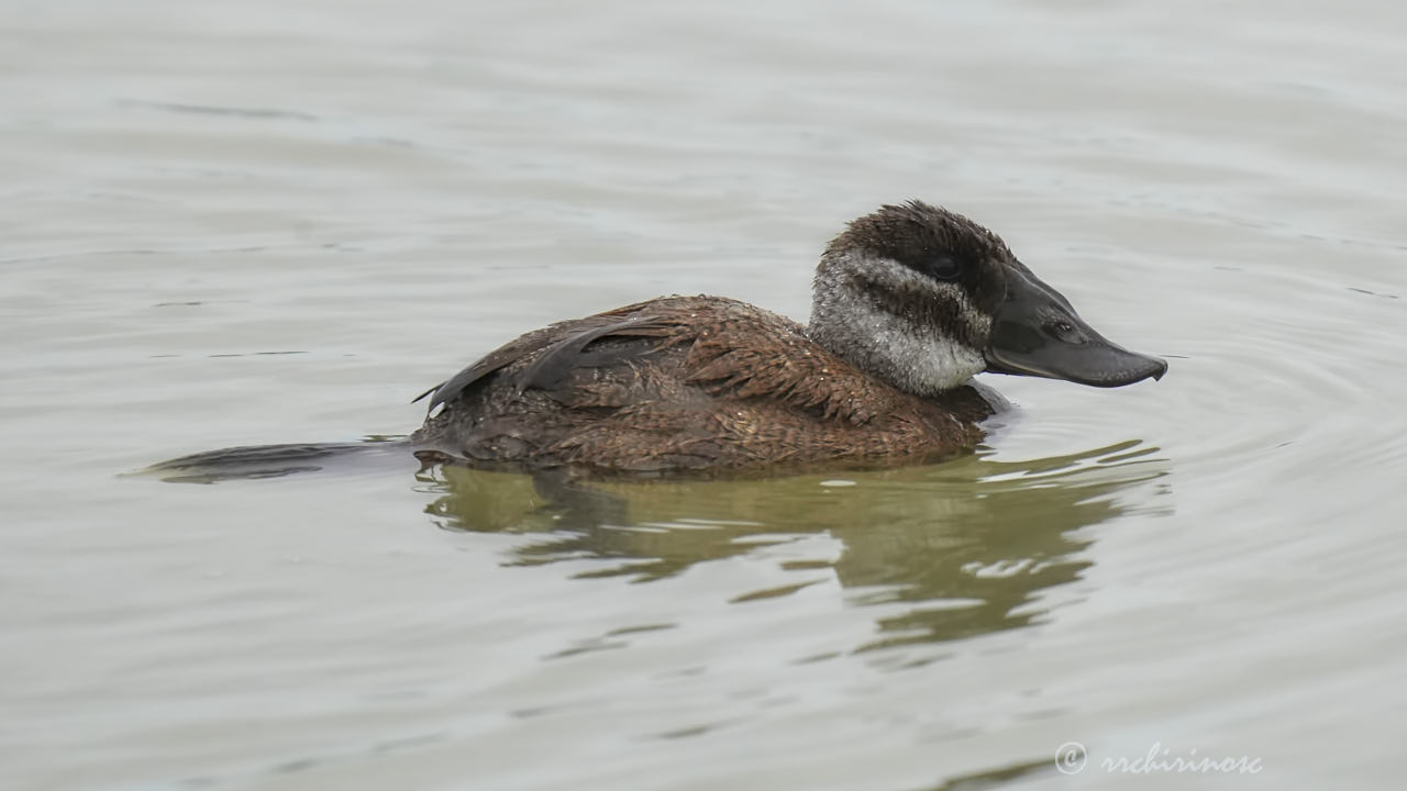 White-headed duck