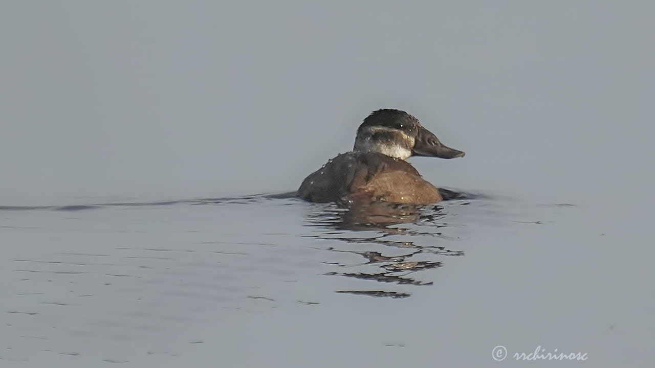 White-headed duck