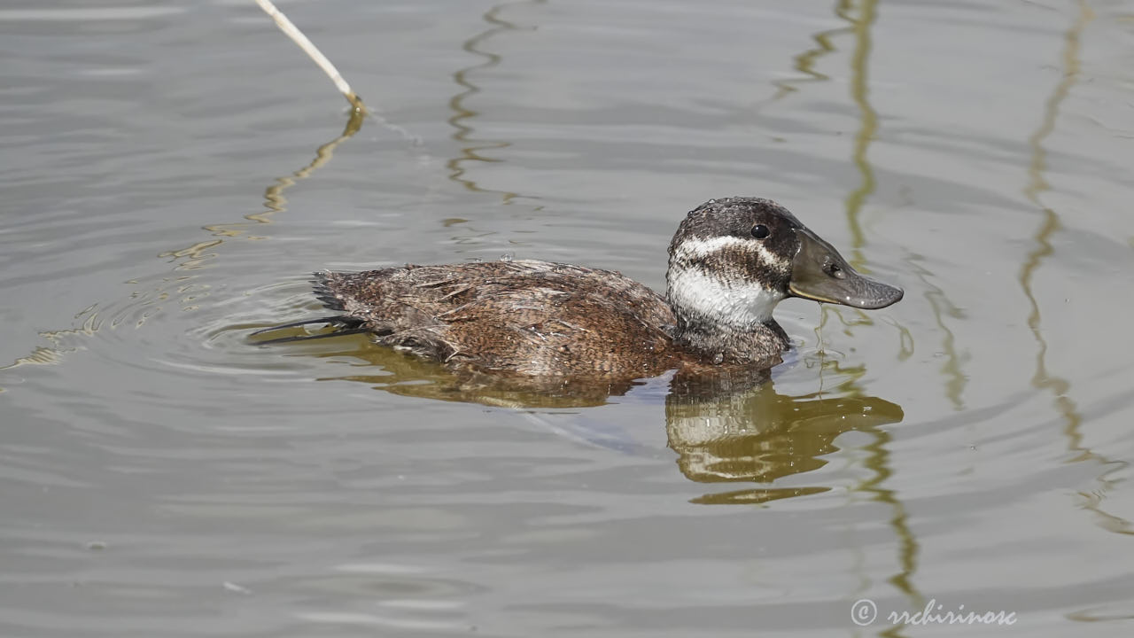 White-headed duck