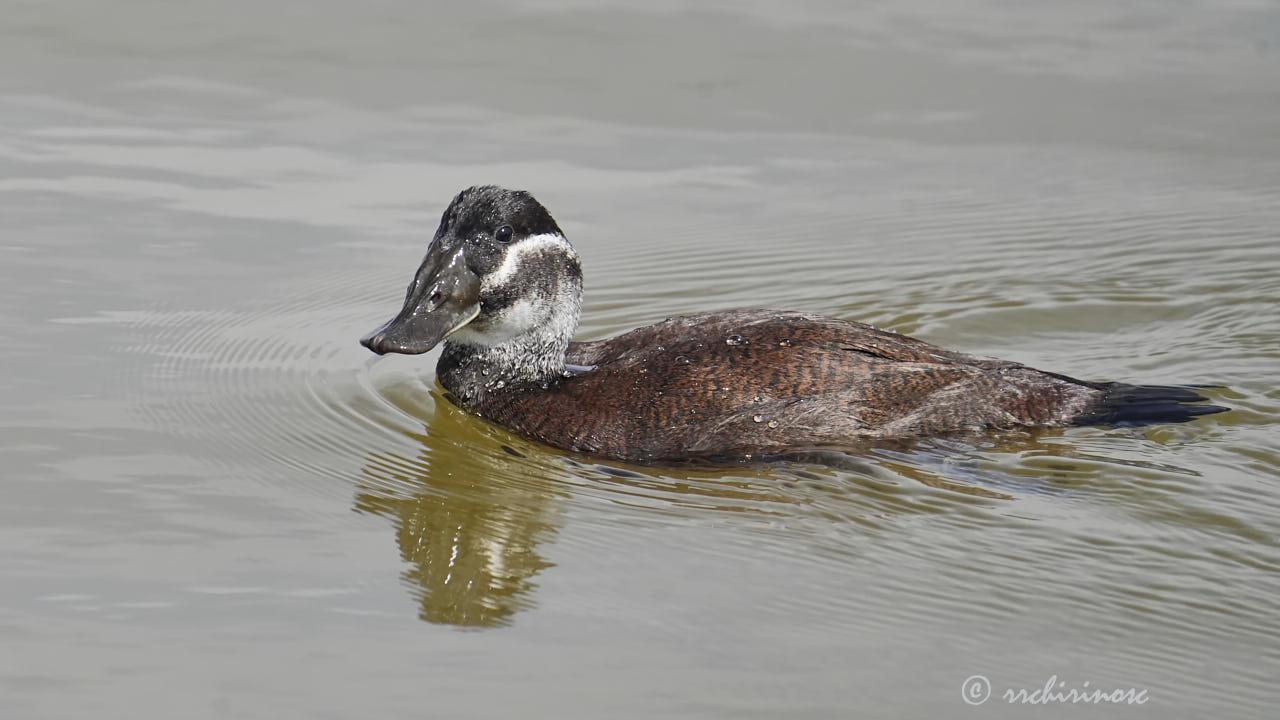 White-headed duck