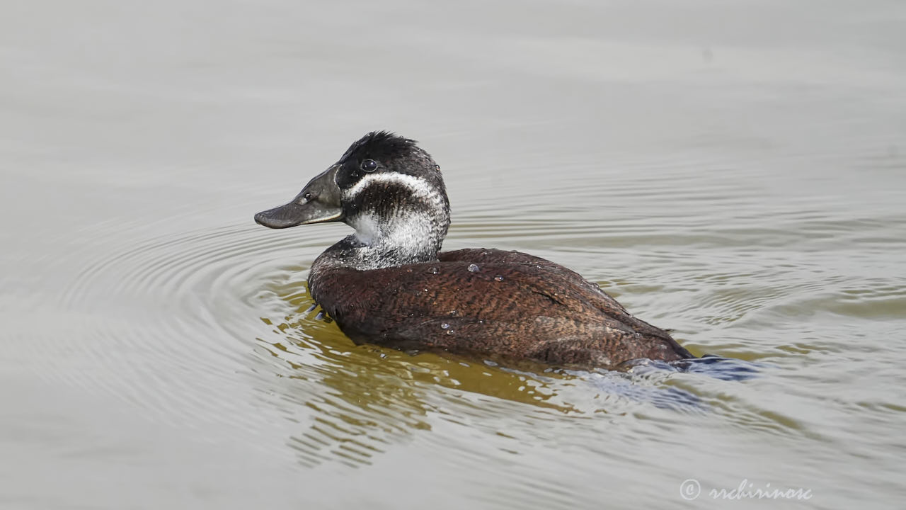 White-headed duck