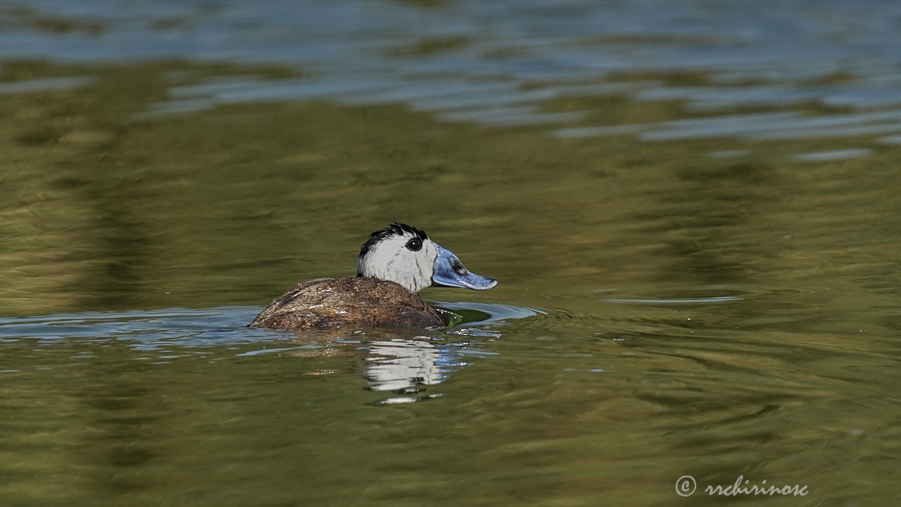 White-headed duck