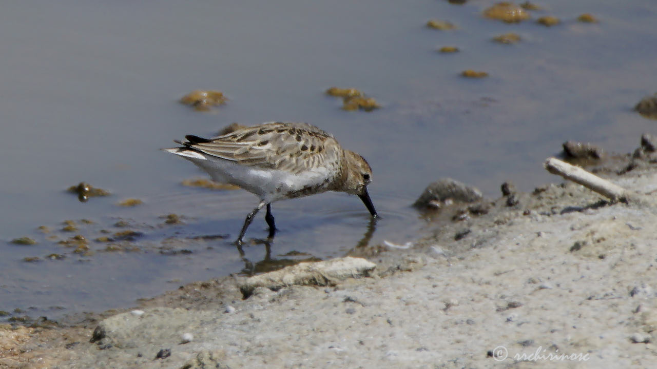 White-rumped sandpiper