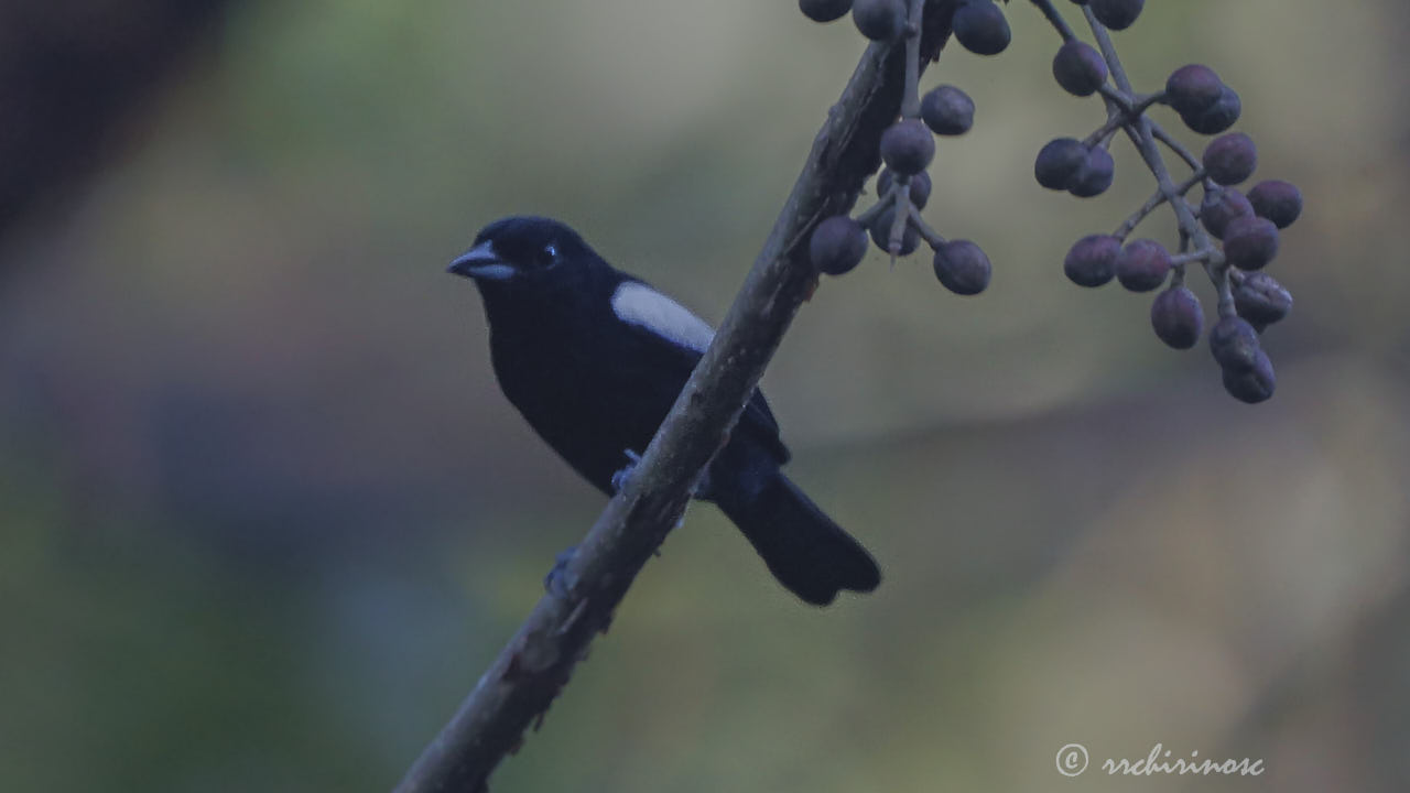 White-shouldered tanager