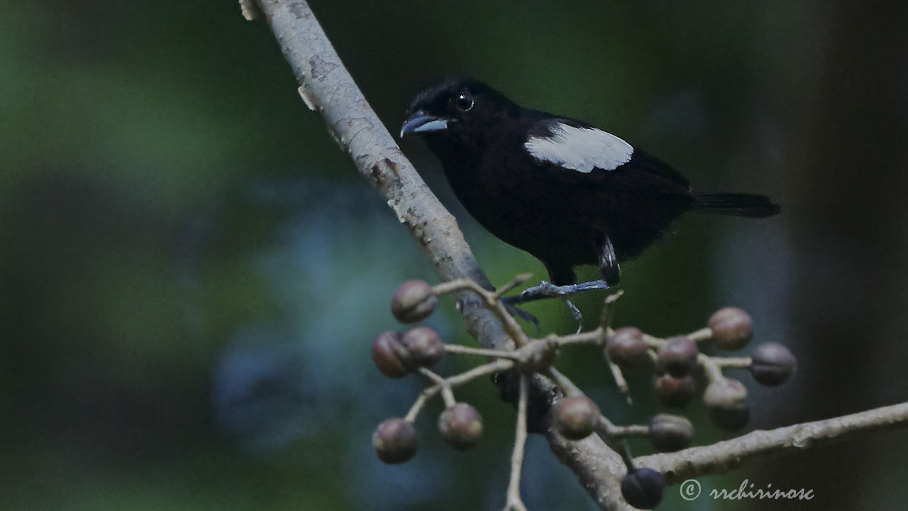 White-shouldered tanager