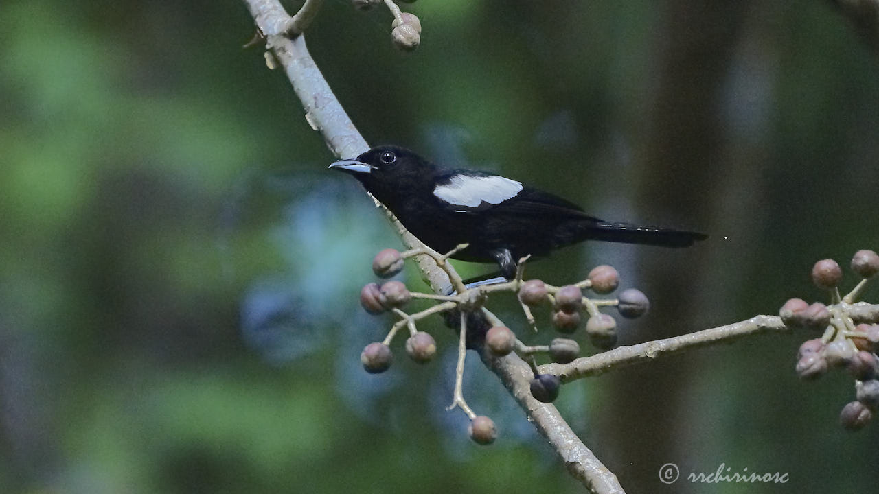 White-shouldered tanager