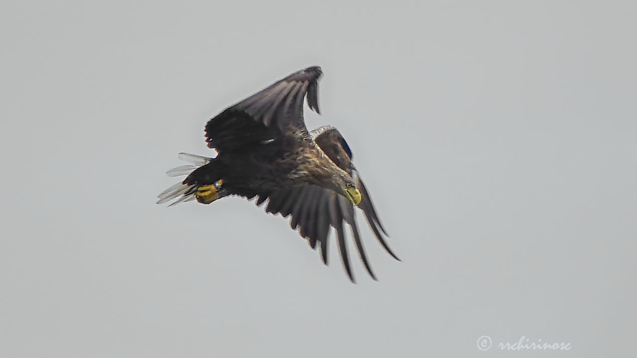 White-tailed eagle