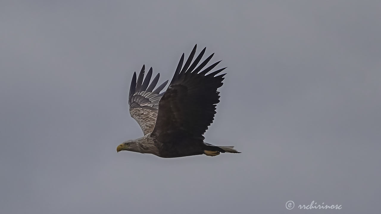 White-tailed eagle