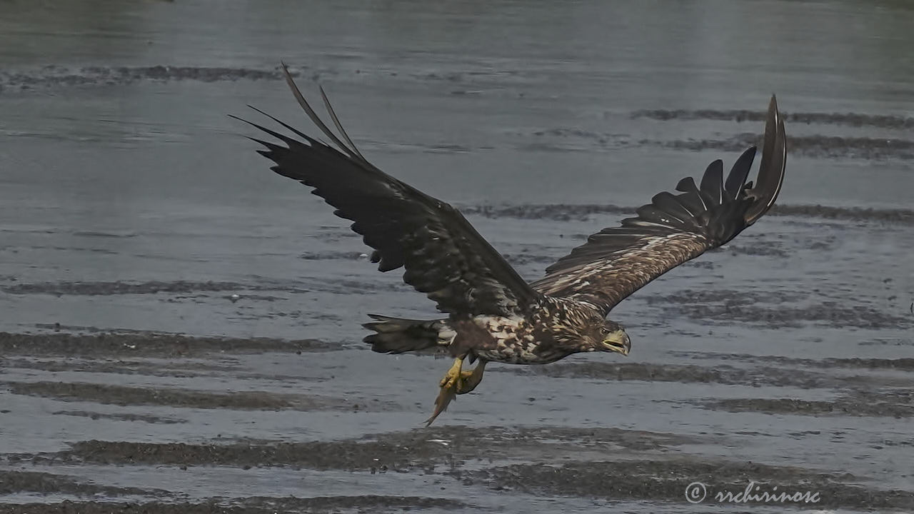 White-tailed eagle