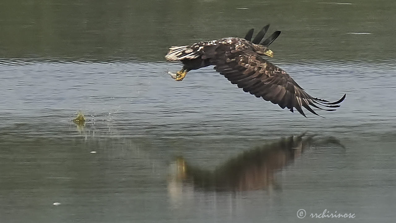 White-tailed eagle