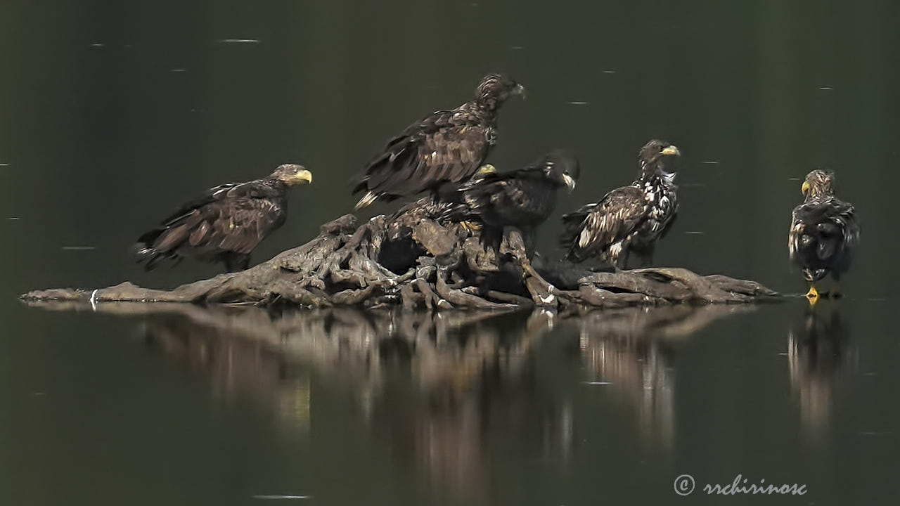 White-tailed eagle