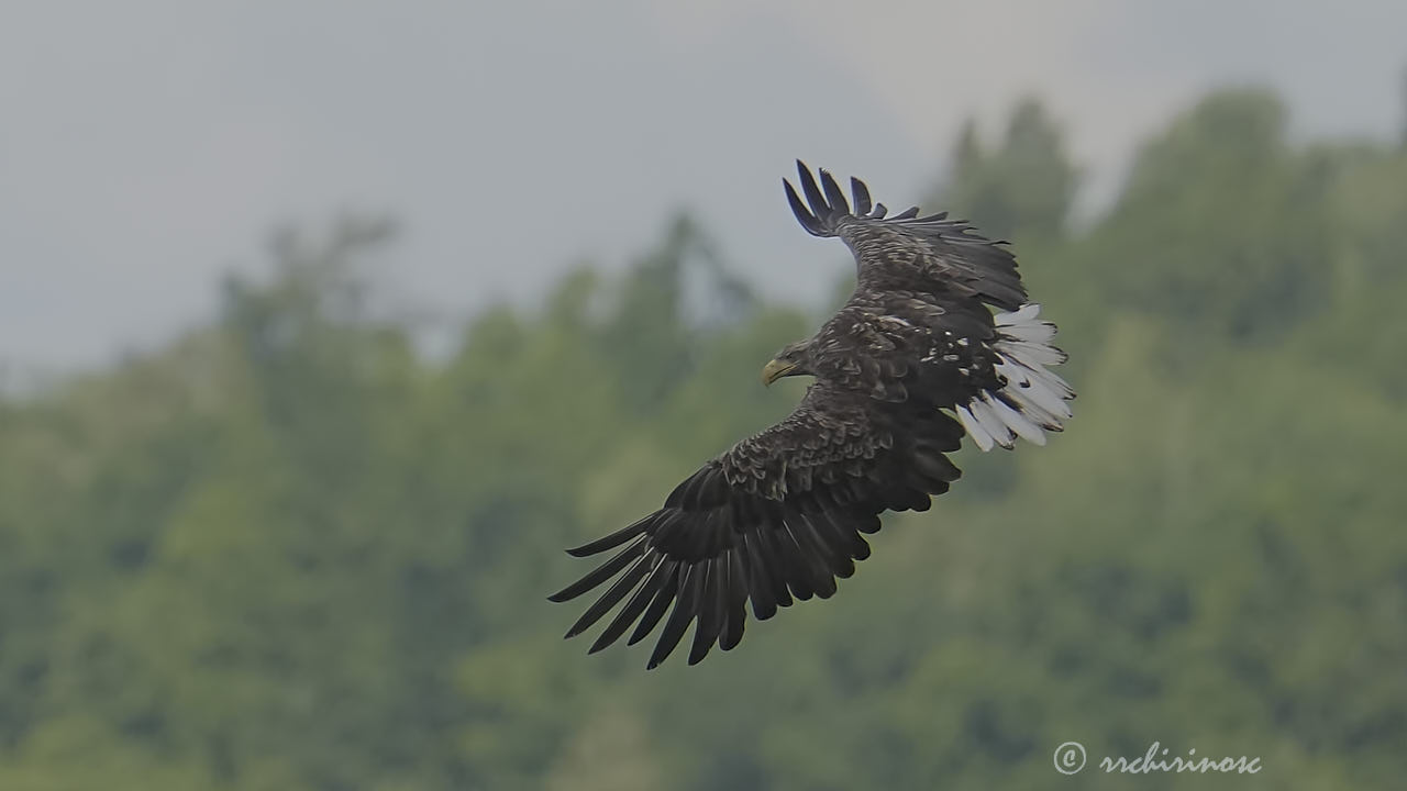 White-tailed eagle