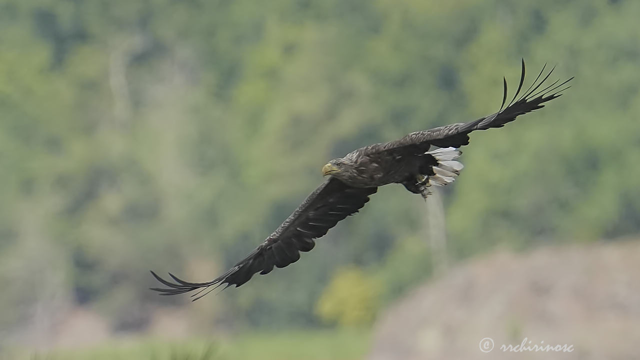 White-tailed eagle