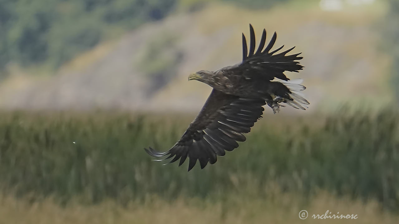 White-tailed eagle