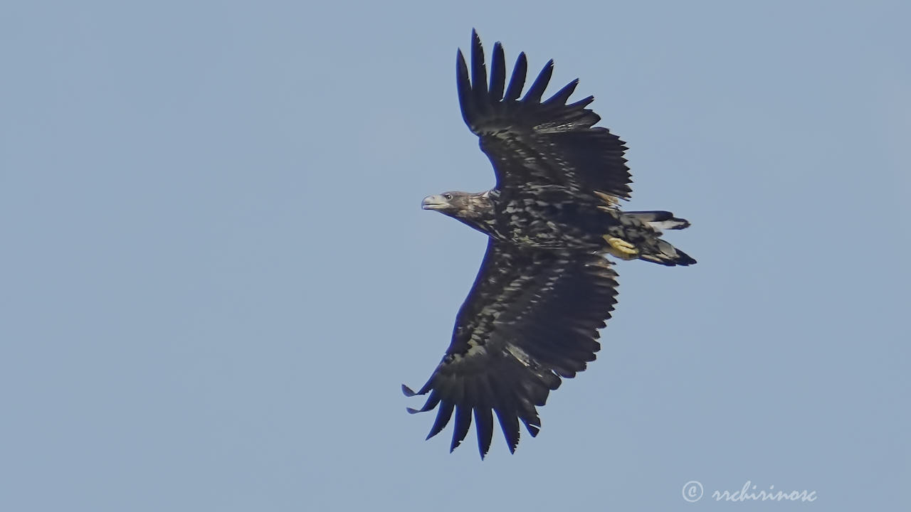 White-tailed eagle