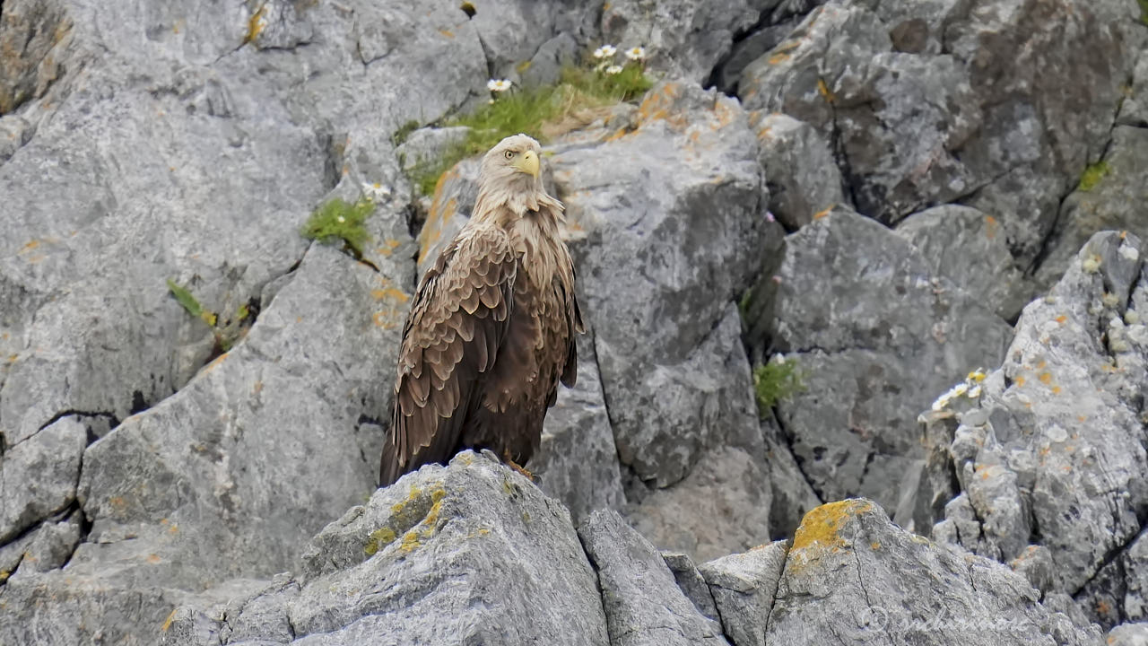 White-tailed eagle