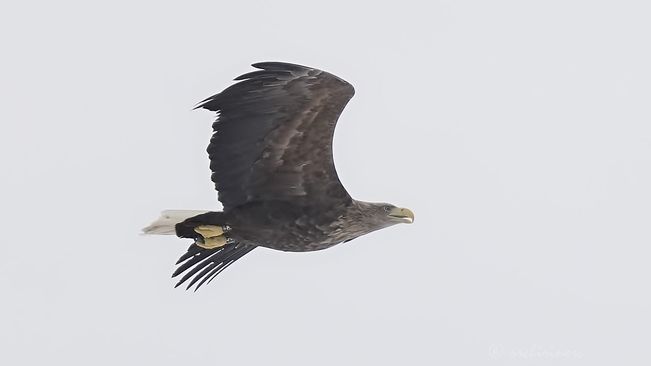 White-tailed eagle