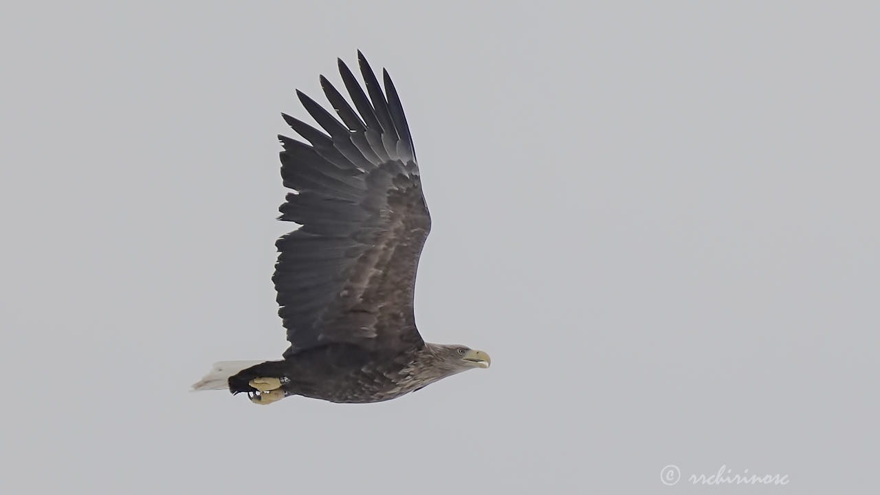 White-tailed eagle