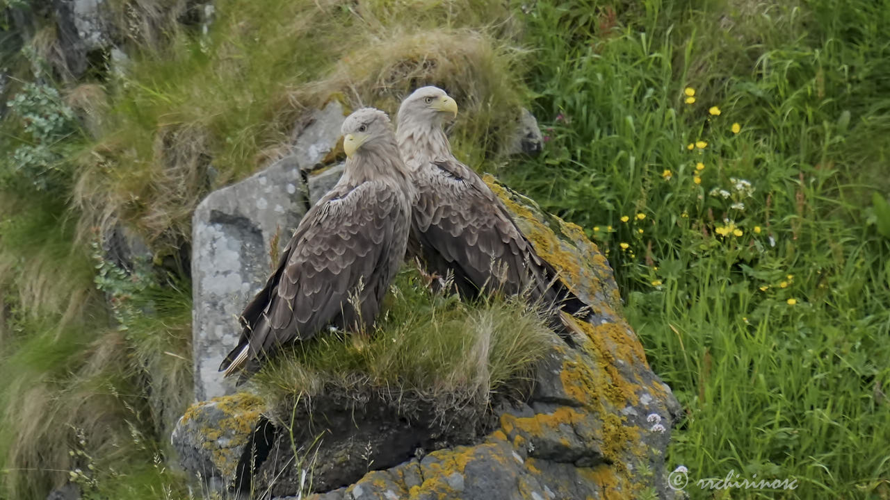 White-tailed eagle