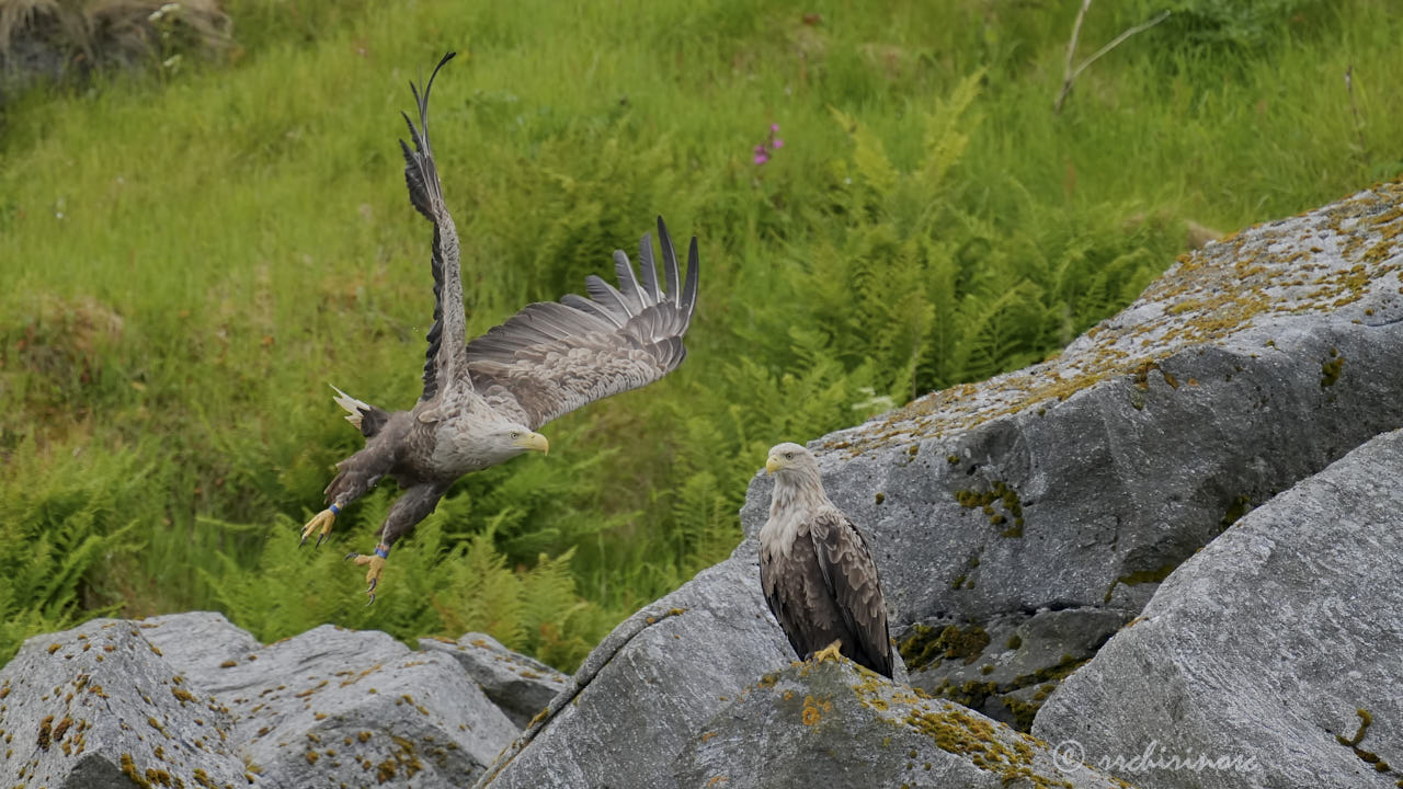 White-tailed eagle