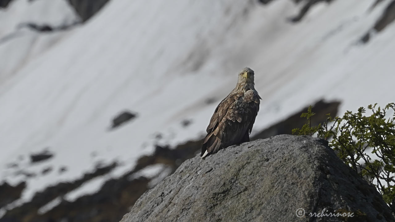 White-tailed eagle