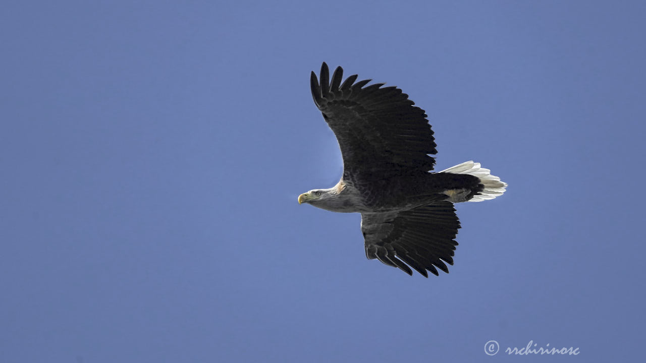 White-tailed eagle