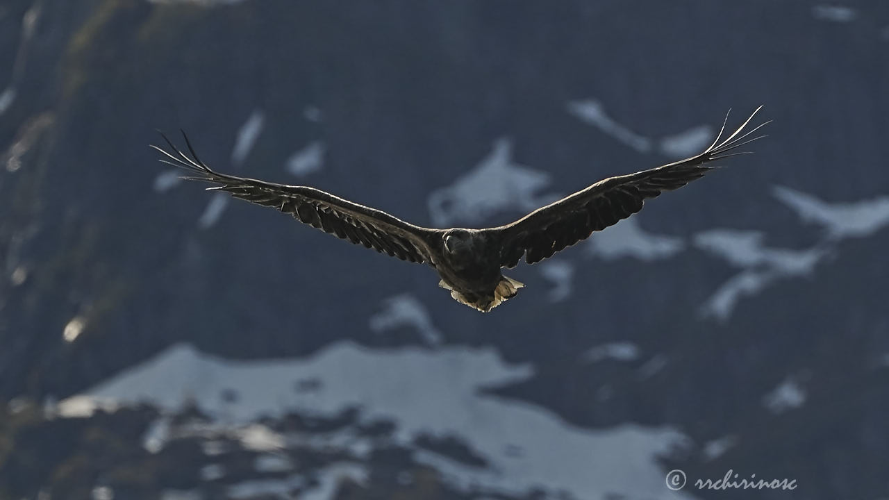 White-tailed eagle