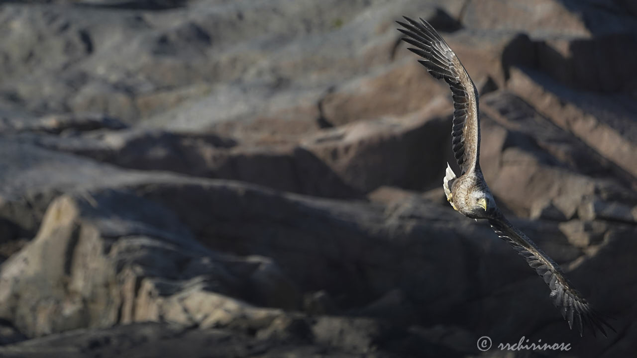 White-tailed eagle