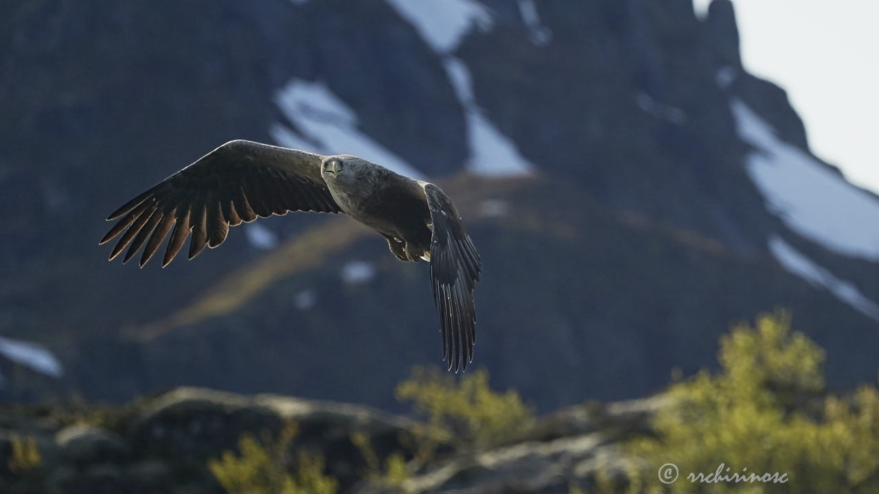 White-tailed eagle