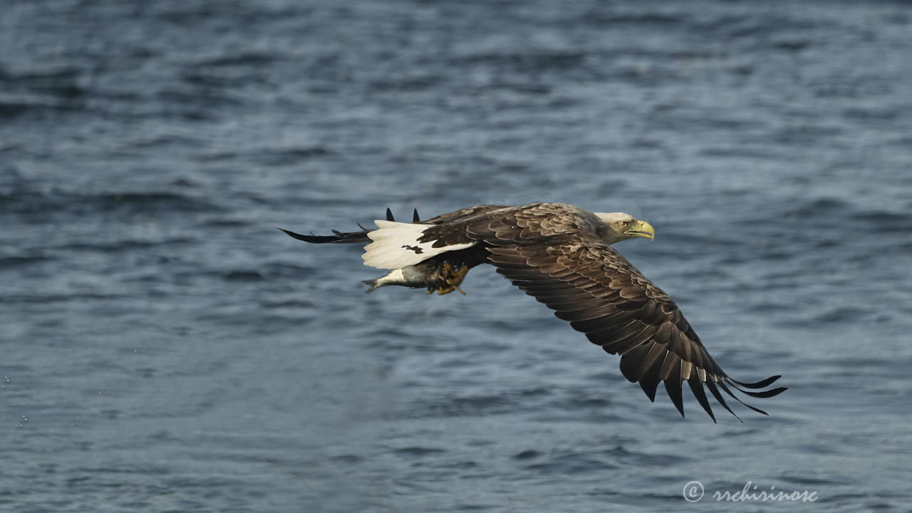 White-tailed eagle