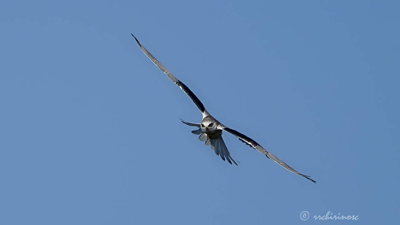 White-tailed kite