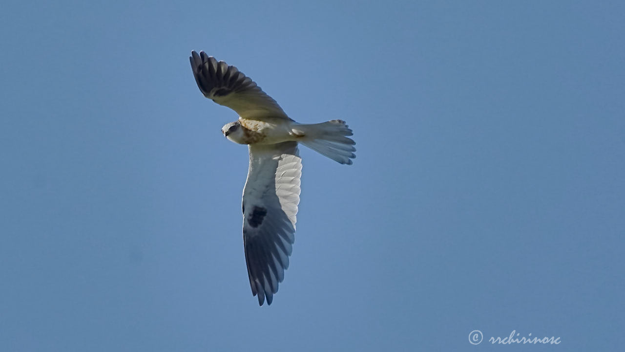 White-tailed kite