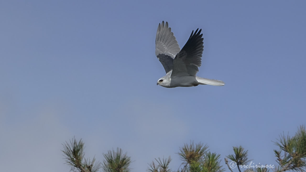 White-tailed kite