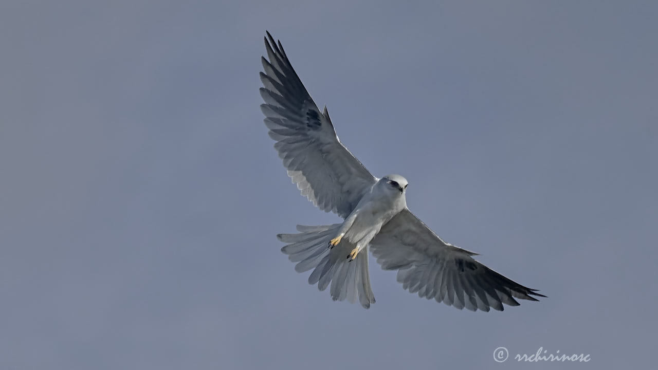 White-tailed kite