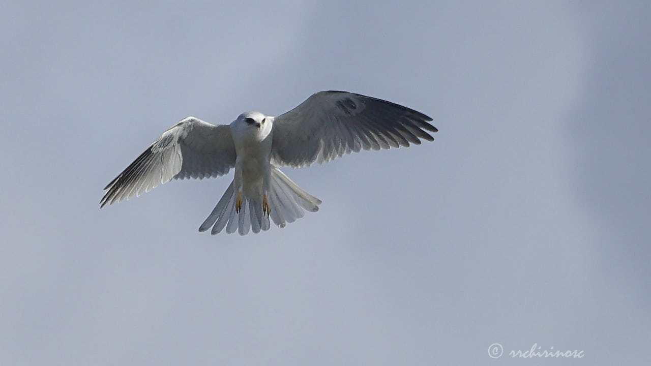 White-tailed kite