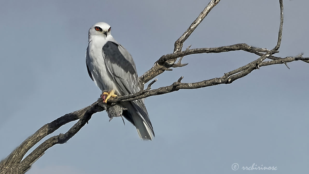 White-tailed kite