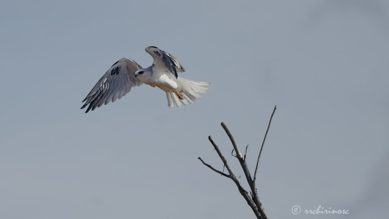 White-tailed kite